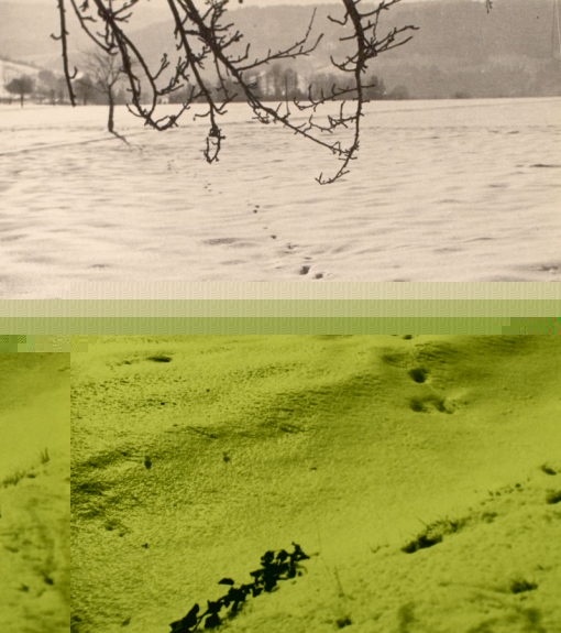 Tracks in Snow